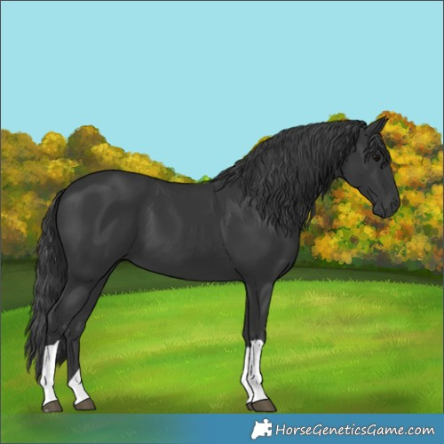 Horse Color:Black 