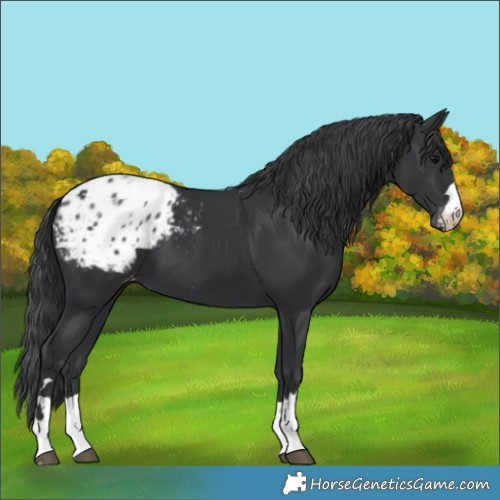 Horse Color:Black Blanket 