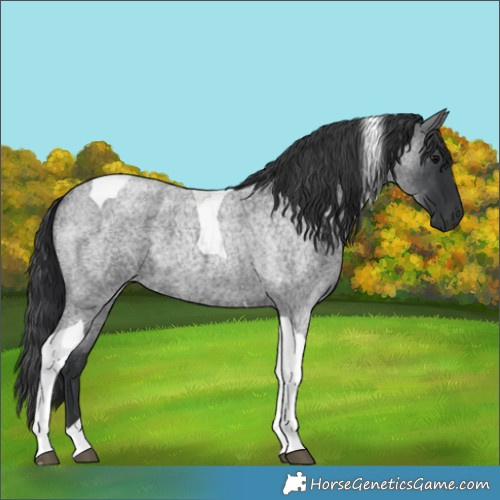 Horse Color:Blue Roan Tobiano