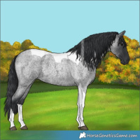 Horse Color:Blue Roan Tobiano 