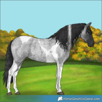 Horse Color:Blue Roan Tobiano 