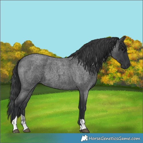 Horse Color:Blue Roan Tobiano