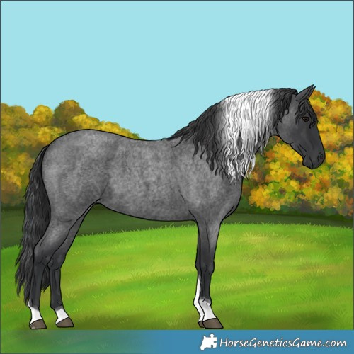 Horse Color:Blue Roan Tobiano