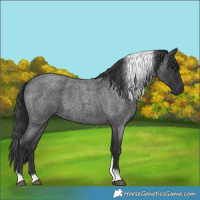 Horse Color:Blue Roan Tobiano 