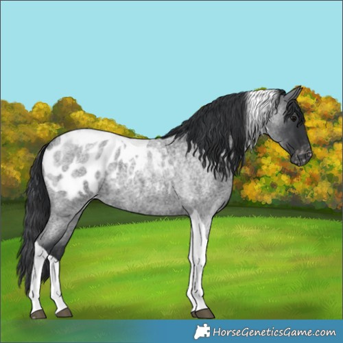 Horse Color:Blue Roan Tobiano Blanket