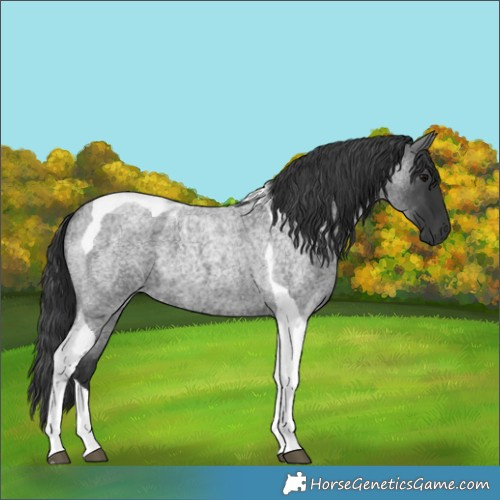 Horse Color:Blue Roan Tobiano 