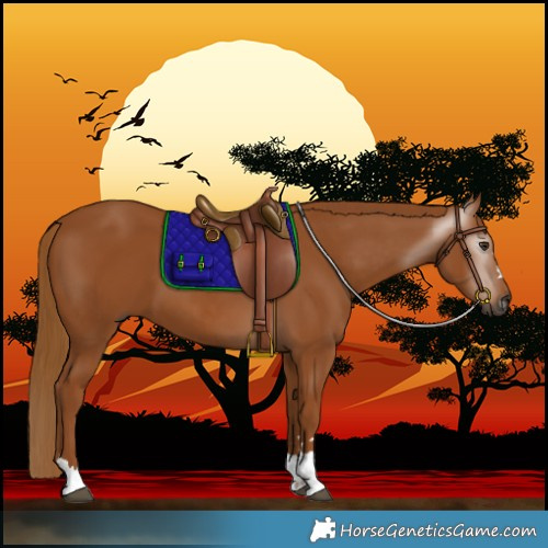 Horse Color:Gray Chestnut 