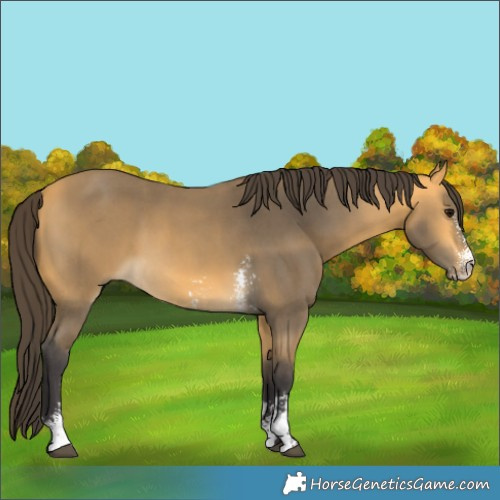 Horse Color:Buckskin Sabino 