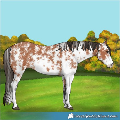 Horse Color:Bay Sabino