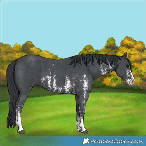 Horse Color:Black Sabino 