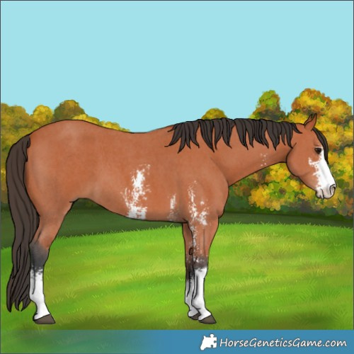 Horse Color:Bay Sabino