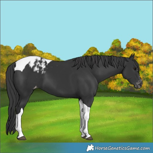 Horse Color:Black Tobiano Blanket 