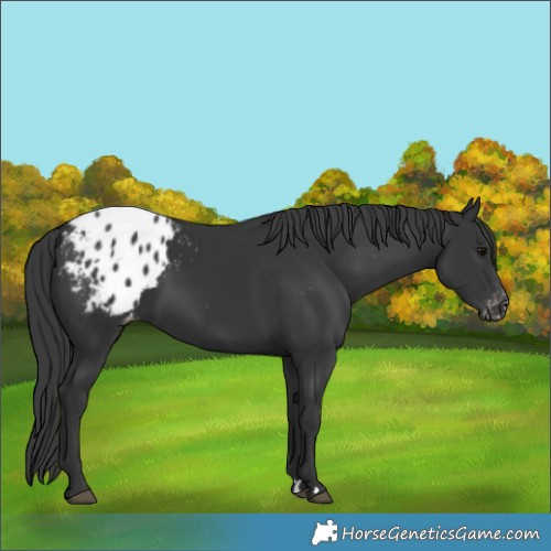 Horse Color:Black Blanket 