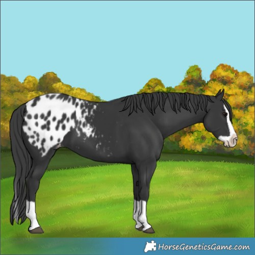 Horse Color:Black Splash Blanket 