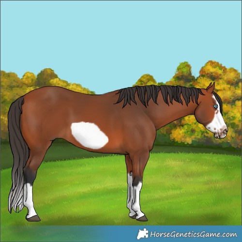 Horse Color:Bay Splash Frame 