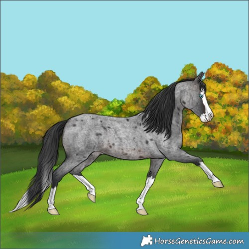 Horse Color:Brown Roan Splash