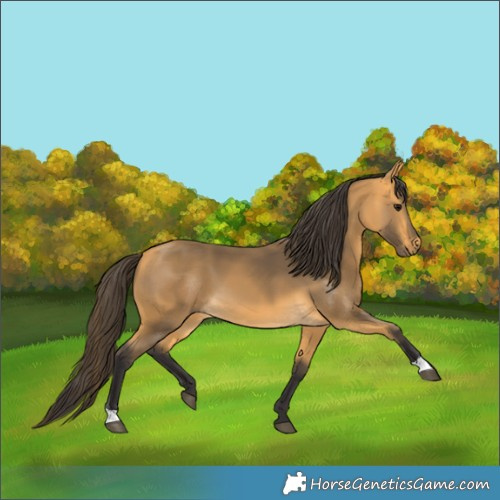Horse Color:Buckskin