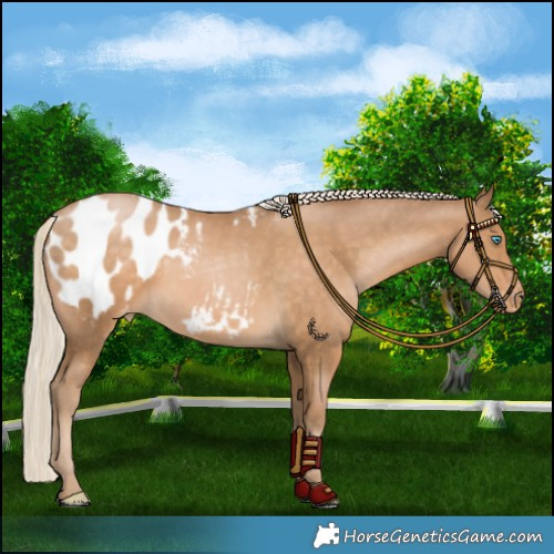 Horse Color:Chocolate Palomino Pearl Blanket 