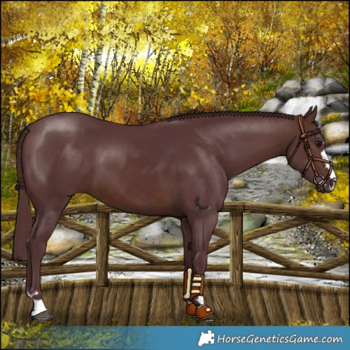 Horse Color:Chocolate Brown 