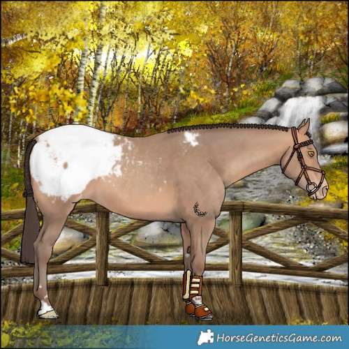 Horse Color:Amber Champagne Snowcap 
