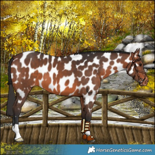 Horse Color:Brown Near Leopard