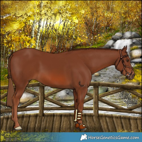 Horse Color:Chestnut 
