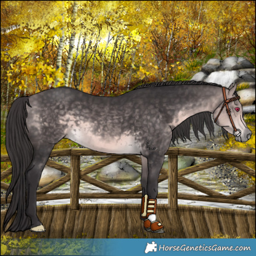 Horse Color:Platinum Buckskin