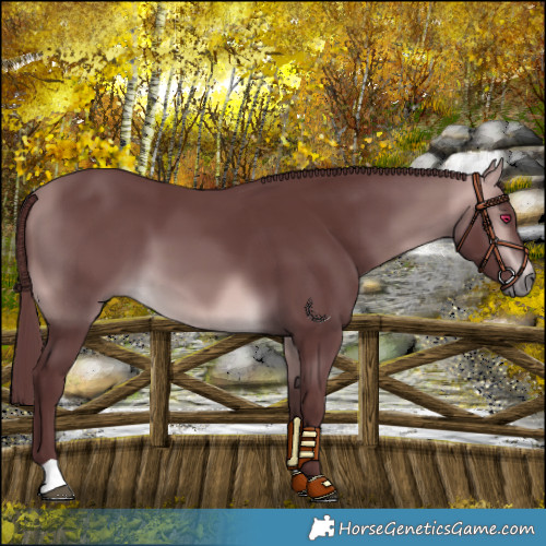 Horse Color:Platinum Chocolate Buckskin