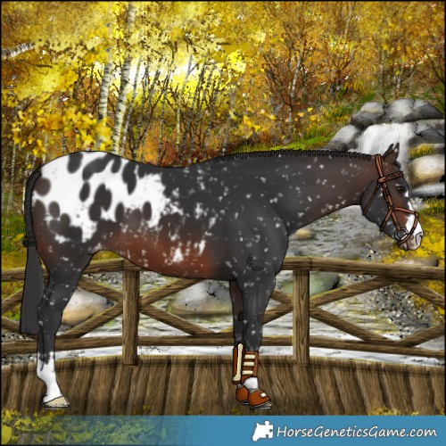 Horse Color:Brown Snowflake Varnish