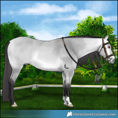 Horse Color:Platinum Buckskin Chinchilla 