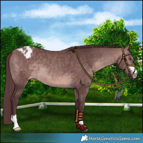 Horse Color:Platinum Chocolate Brown Blanket 