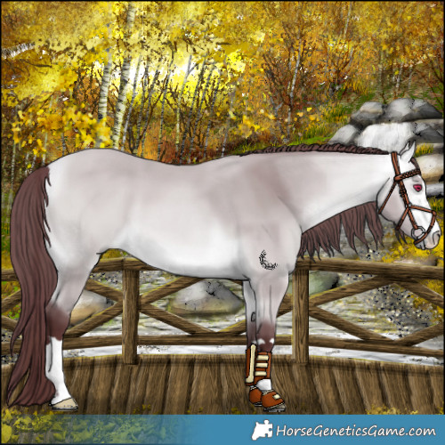 Horse Color:Platinum Chocolate Buckskin Chinchilla 