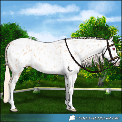 Horse Color:Palomino Pearl Near Leopard 