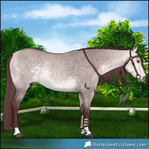 Horse Color:Platinum Chocolate Buckskin Dun