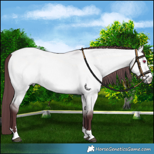 Horse Color:Platinum Chocolate Bay Chinchilla Dun