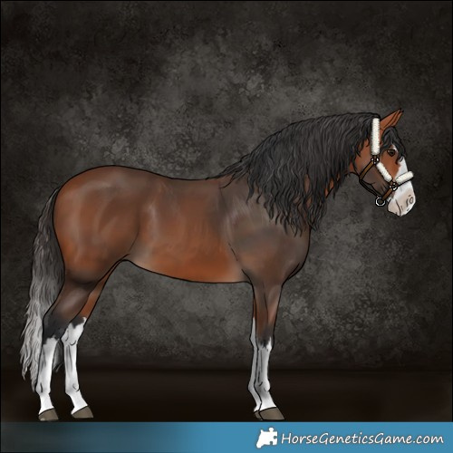 Horse Color:Bay Splash 