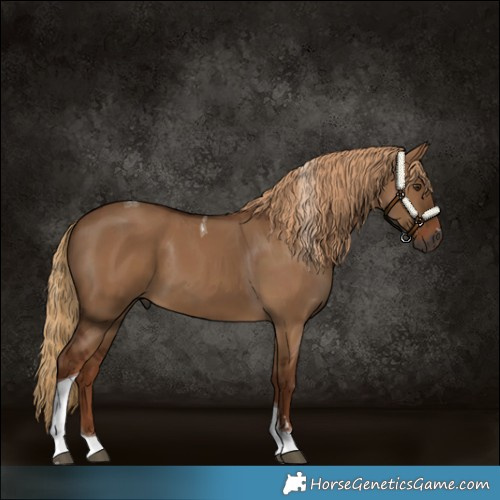 Horse Color:Gray Red Dun Tobiano