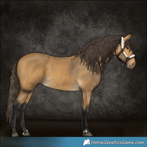 Horse Color:Buckskin 