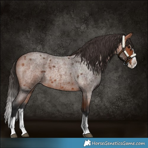 Horse Color:Bay Roan Splash