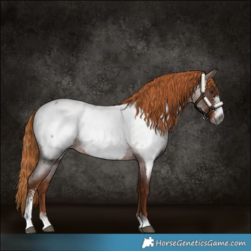 Horse Color:Gray Red Roan Sabino Snowcap Rabicano
