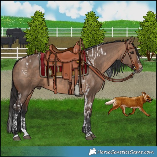 Horse Color:Bay Dun Tobiano and Bay Dun Splash