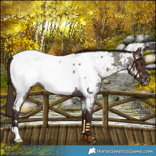 Horse Color:Liver Red Roan Near Fewspot 