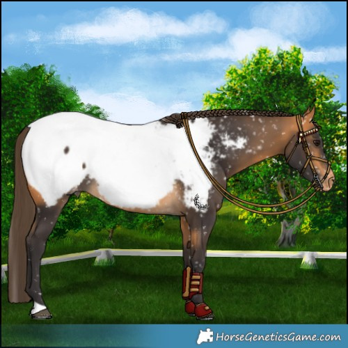 Horse Color:Buckskin Snowcap 