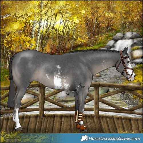 Horse Color:Platinum Black Sabino Rabicano