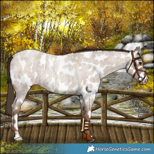 Horse Color:Classic Champagne Roan Leopard