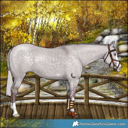 Horse Color:Chocolate Silver Smoky Grullo Chinchilla