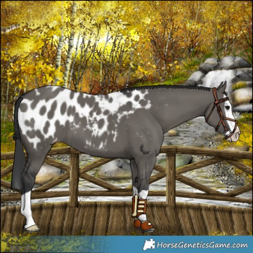 Horse Color:Grullo Splash Near Leopard 