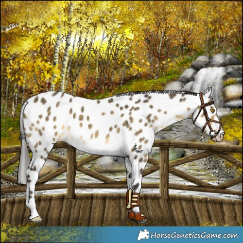 Horse Color:Buckskin Dun Mushroom Leopard 