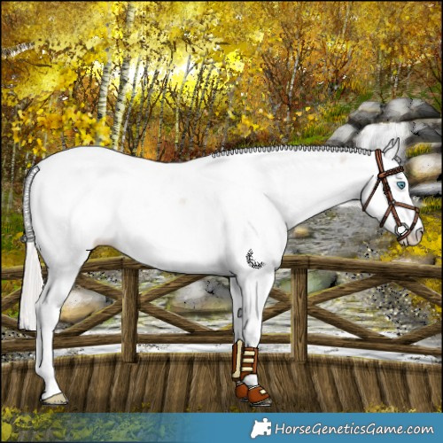 Horse Color:White Spotted Cremello Sabino Fewspot 