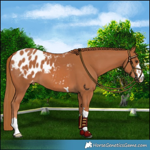 Horse Color:Chestnut Blanket 